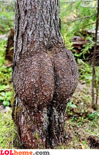 Tree Butt 95