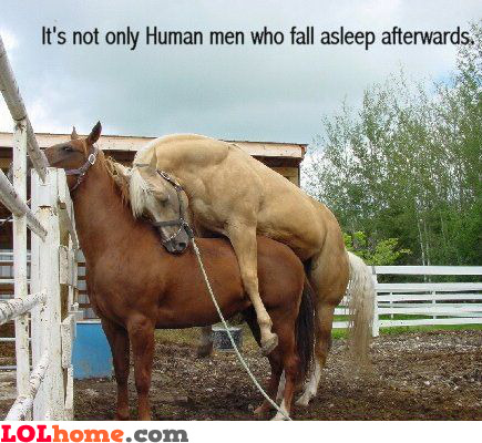 It's not only human men who fall asleep afterwards