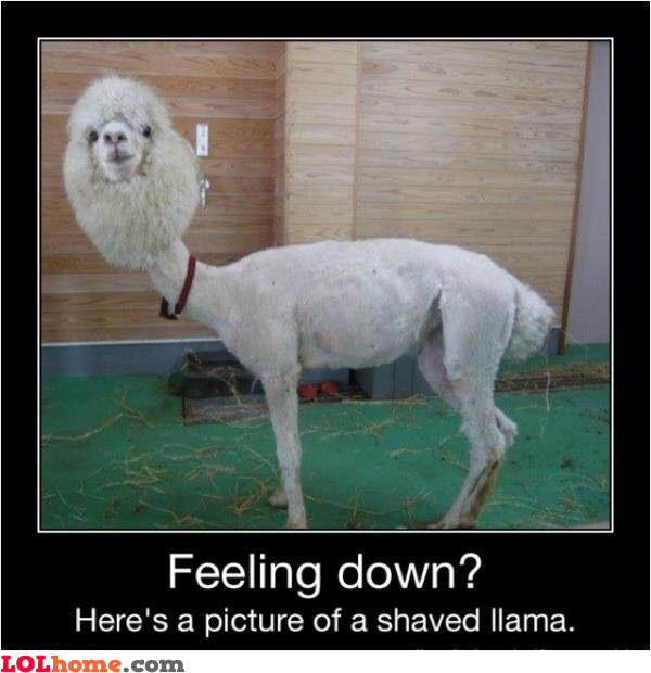 shaved-llama.jpg