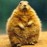 fat beaver